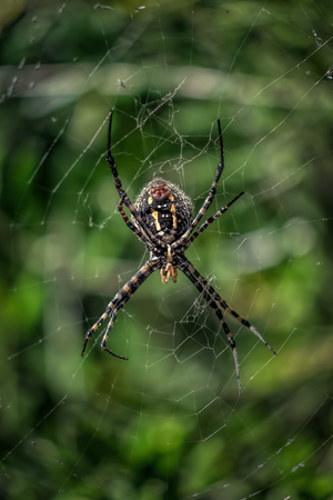 Black and Yellow Araneus Spider in her web.Araneus is a genus of common orb-weaving spiders. It includes about 650 species, among which are the European garden spider and the barn spider.の写真素材
