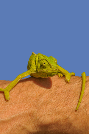 Chameleon in a blue bottom on the armの写真素材