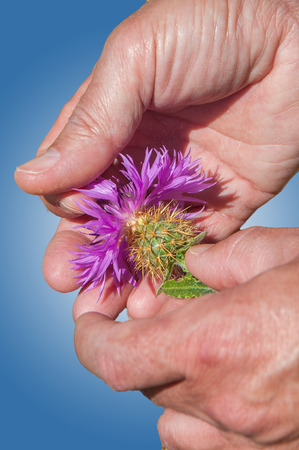 Detail of spines of flower in a Centaurea .の写真素材