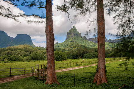 Farm lands in the interior of the island of Moorea in the French Polynesiaの写真素材