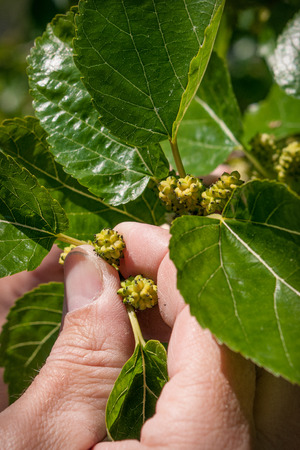 The hands of the farmer showing the mulberry fruits in his treeの写真素材