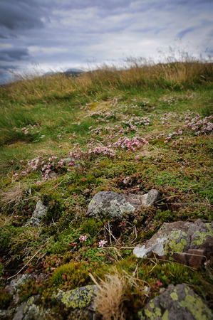 Typical vegetation of the highland in Scotland.Near the Loch Lomondの写真素材