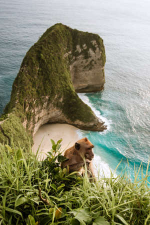 monkey in kelingking beachの写真素材