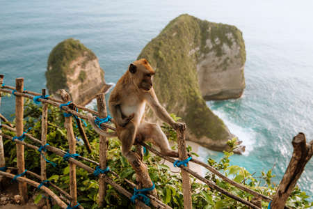 monkey in kelingking beachの写真素材