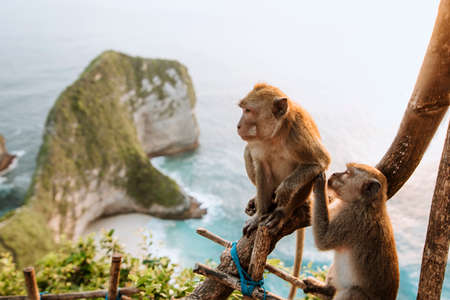 monkeys in kelingking beachの写真素材