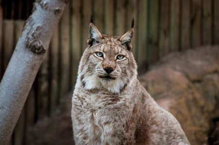 Portrait of a beautiful and majestic lynx. zooの写真素材