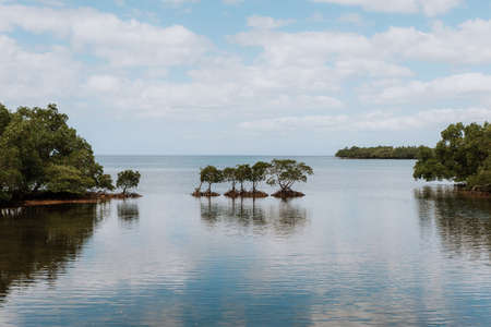 mangroves on the coast of the philippinesの写真素材