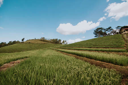 cultivated rice terraces on the island of Bohol in the philippinesの写真素材