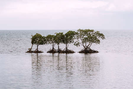 mangroves on the coast of the Philippines over the seaの写真素材