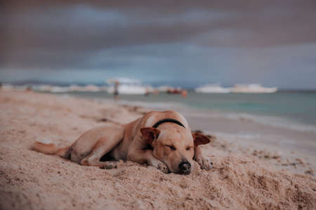 dog rests lying on a beach in the philippinesの写真素材