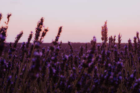 Beautiful detail of scented lavender flowers field perfect Radiant Orchid color in Provence France. Image for agriculture, perfume, cosmetics SPA, medical industries and diverse advertising materialsの写真素材