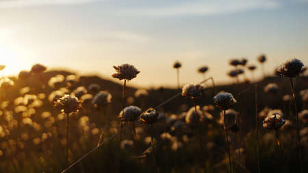 Flowers in a field at sunsetの写真素材