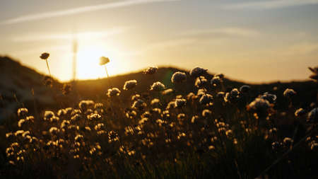 Flowers in a field at sunsetの写真素材