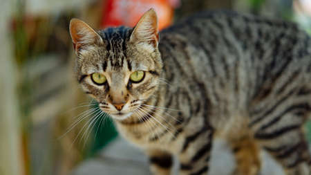A cat looking right at the camrea during the picture.