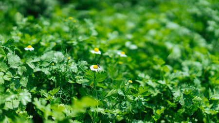 Mostly green plants with a few small white flowers with yellow centers.