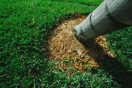 A wide angle photo of a tree and grass.の写真素材