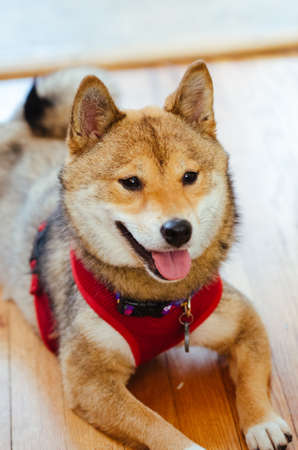 A close up of a Shiba Inu dog wearing a collar and a vest.
