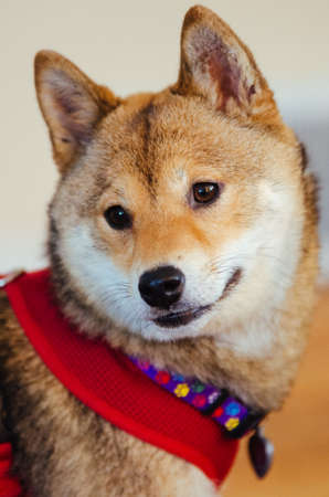 A close up of a Shiba Inu dog wearing a collar.の写真素材