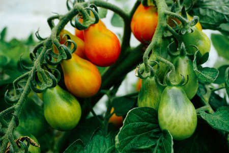 A tomato plant with red and green tomatoes.の写真素材