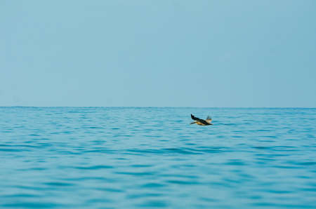 A bird flying low over the ocean. The water is nice and bright and blue.の写真素材