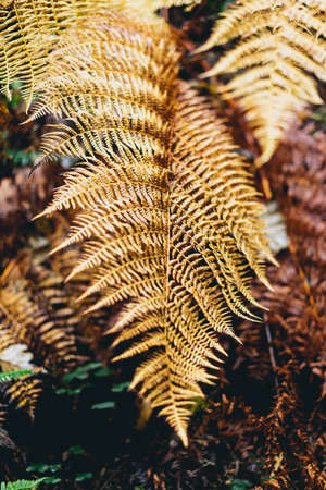 Brown detailed plant in the forestの写真素材