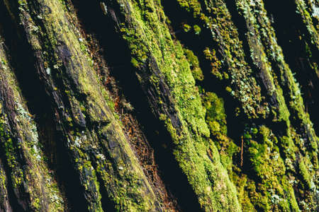 Bark from a tree covered in green moss