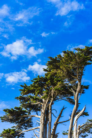 Old trees with green tops and a blue sky with clouds in the backgroundの写真素材