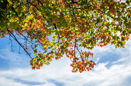 Autumn Leaves in Front of a Blue Sky with Cloudsの写真素材