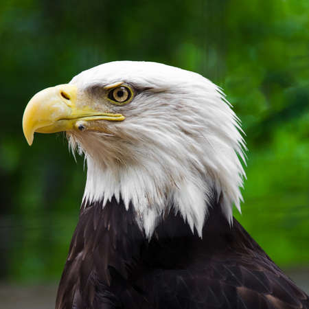 Portrait of an Old Bald Eagleの写真素材