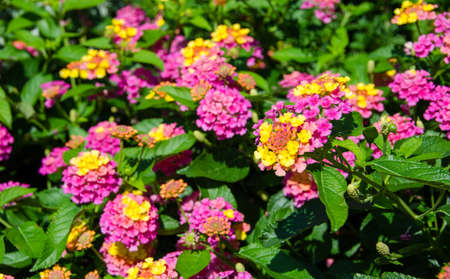 Pink, Yellow, and Orange Flowersの写真素材