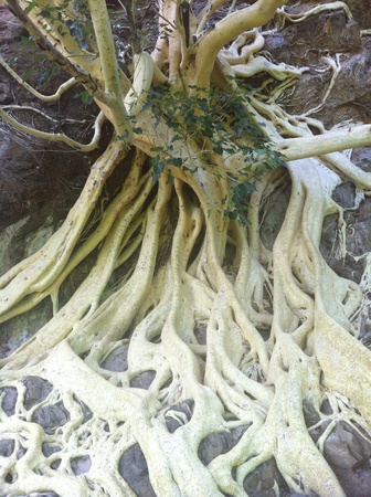 Tree in chalcatzingo の素材
