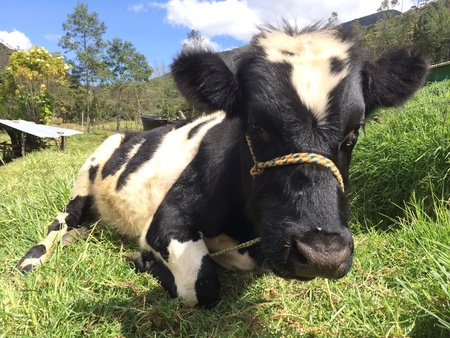 Cow in arcabucoの素材