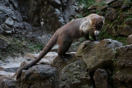 Coatiの写真素材