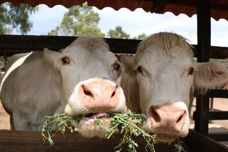 white cowの写真素材