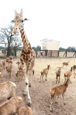 Giraffeの写真素材
