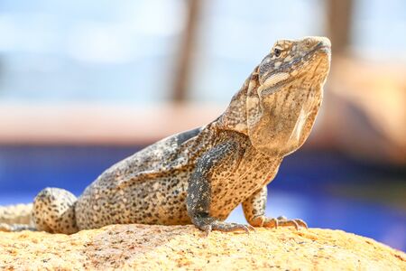 Iguana in Cabo San Lucasの写真素材