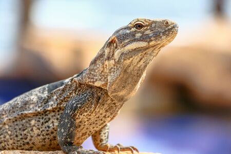 Iguana in Cabo San Lucasの写真素材