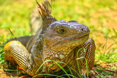 Iguana in the parkの写真素材
