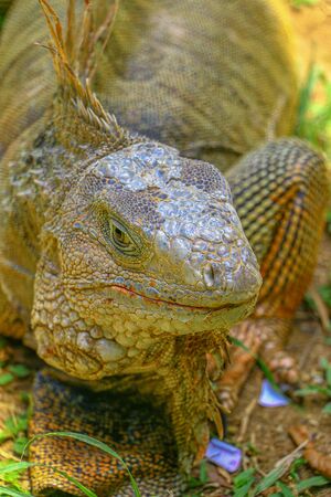 Iguana in the parkの写真素材