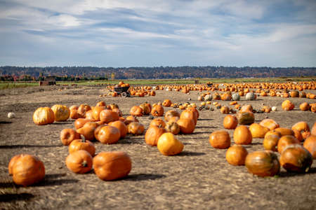 Pumpkin fields in the fall.