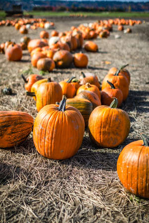 Pumpkin fields in the fall.の写真素材