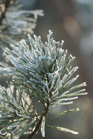 Plants with a little bit of snow on top in winter