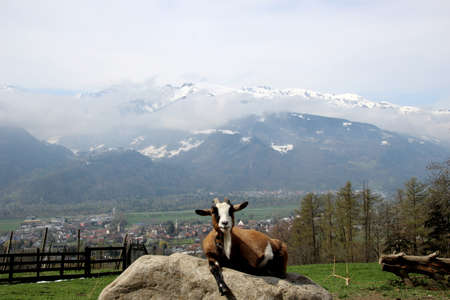 Mountain Goat relaxing on a rock in front of the Swiss Alps の写真素材