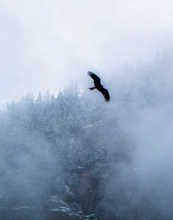Bird of prey flying in the mountains