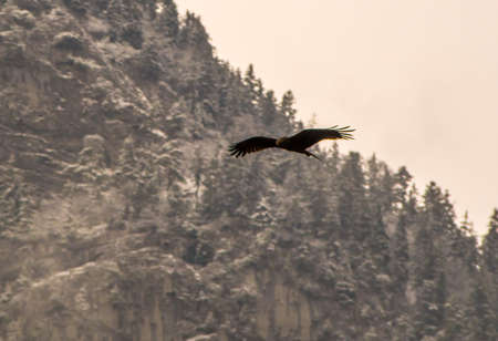 Bird of prey flying in the mountains