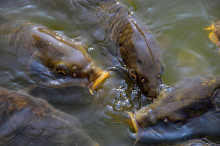 Koi fish in the murky watersの写真素材