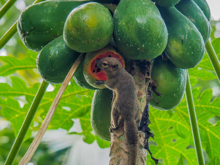 A squirrel eating tropical fruit from a tree.の写真素材