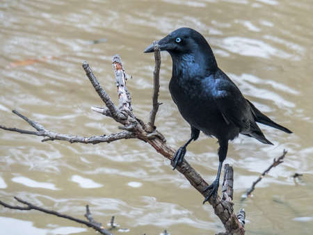 Blue eyed Australian raven in natural habitatの写真素材