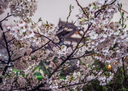 Cherry Blossoms with traditional Japanese  castle behind.のeditorial素材
