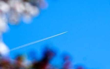 Plane with vapour trail flying through Japanese cherry blossoms.